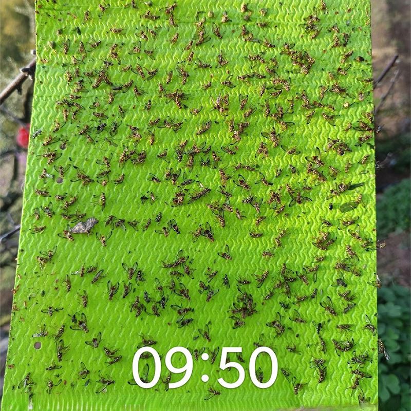 Insect Sticky Trap With Pheromone